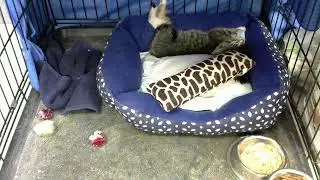 Library Kitten Cam