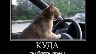 Животные на дорогах