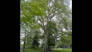--KUNST GROEN-  Foto's van Sandra Toppets
