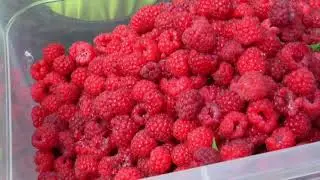 Фестиваль малины в Новоселках 2017 РВ ТВ