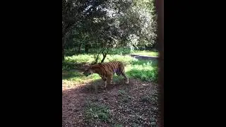 FEEDING THE TIGERS SLOW MOTION!