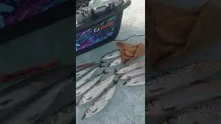 12 апреля результаты трудовой рыбалки.