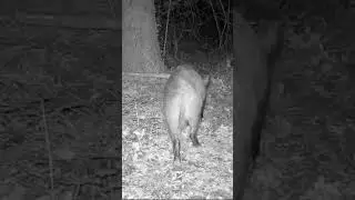 Un cinghiale 🐗 con la mia IZEEKER