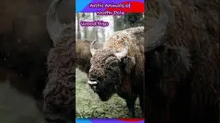 Arctic Animals That Survive the Harsh Cold of North Pole