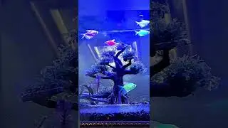 efek cahaya lampu led hpl 3 watt putih & biru ikan hias glofish