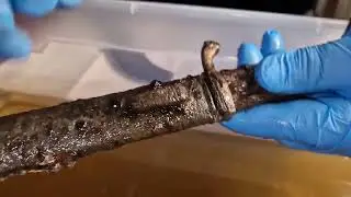 Restauriert! So sieht das 90 JAHRE alte BAJONETT aus dem 2. WELTKRIEG aus. MaScottchen Magnetfischen