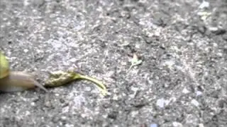 Schnecke in Zeitlupe