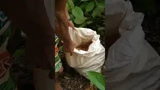 sampel material emas #tambangemasilegal