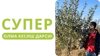 БАХМАЛДА ЭКИЛГАН ЯРИМ ПАКАНА ОЛМАЛАРГА МАРКАЗИЙ ЛИДЕР УСУЛИДА ШАКЛ БЕРИШ!