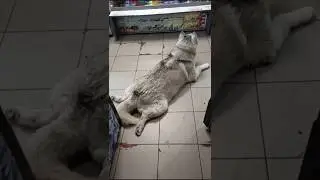 Сабака на пол магазина