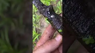 НОЖ ОХОТНИКА СЕБАСТЬЯНА! ПОИСКОВЫЙ МАГНИТ!