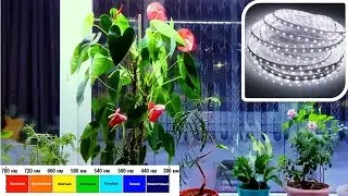 Illumination of seedlings and flowers on the window. White light - good for plants, safe for humans.