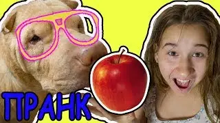 Пранк над  Собакой.  Умный  шарпей вегетарианец канал Дураляшки