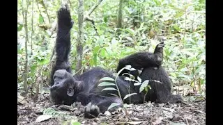 How primates live in the wilderness