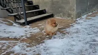 Золтан