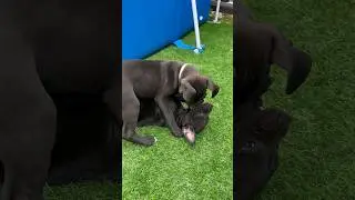 Мальчик в ошейнике свободен🥰 