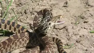Bullsnake