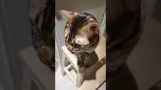 котик