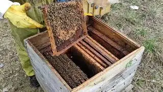 Начало первого весеннего взятка с вербы и первоцветов в начале апреля!