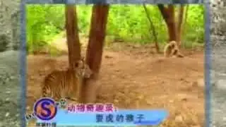 funny monkey taunts tiger