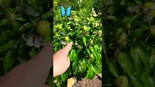 Нашествие бабочек.Обалдели 🤪3 июня 2023 