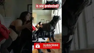 Cane Corso Protects Woman 