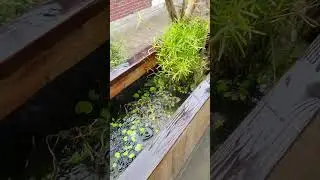 CHANGEMENT D’EAU AUTOMATIQUE 👍 #terrario #guppyfish #ponds #bassin #guppy #fish #aquarium #animals