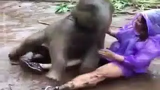 Baby Elephant Rolling In Mud With Woman   Hahafunnymp4 net