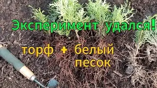 Туи укоренённые торф и песок. Часть 2. Результат Офигеть!!!
