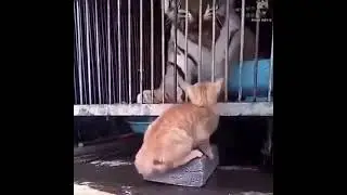 Сильнее кошки зверя нет 🤣💪💪| #shorts #приколысживотными #лучшиеприколы