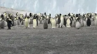 Penguin Nursery