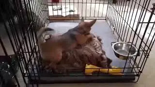 Клетка номер 3 Лео