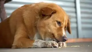Common Dog Breeding Mistakes: What you should NEVER do with your dog!