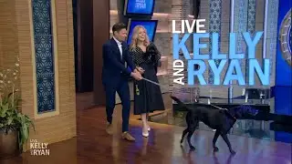 Kelly and Ryan Bring Their Dogs to Work