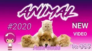 СМЕШНЫЕ МОМЕНТЫ С ЖИВОТНЫМИ ПРИКОЛЫ С КОТАМИ 2020 \ FUNNY JOKES WITH CATS 2020