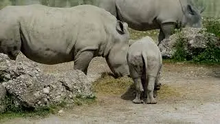 Rhinoceros | Rhino baby | Wildlife