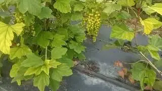 сорт белой смородины Алмазная