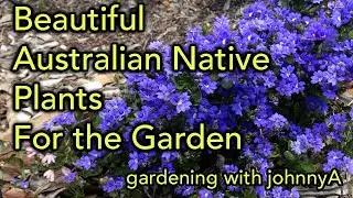 10 plus Beautiful Australia Native Plants for Colour in the garden