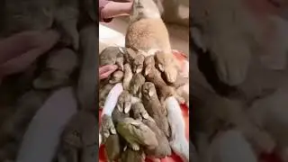Трудно быть мамой (It's hard to be a mom, 做媽媽好難, من الصعب أن تكون أماً)