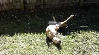 Happy Dog