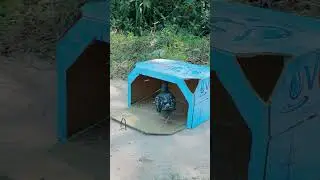 Easy quick bird trap using Vital box - Awesome pigeon trap #shorts #shortvideo