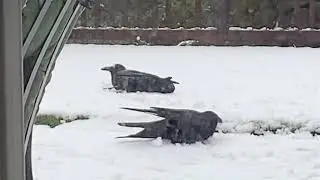 Ravens holding hands