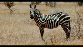 Look At The Zebra Skin Movement 🦓🦓 #shorts #zebra #short
