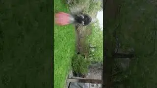 #LawnLapse