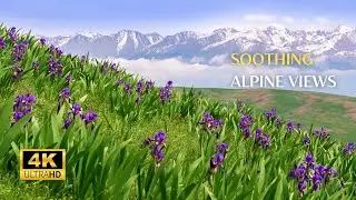 Peaceful Sounds of Meadow in The Alps | Soothing Sounds of Nature | Relaxing Nature Sounds