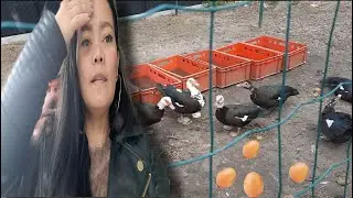 THEY HAVE DUCKS AT THE BACK OF THEIR HOUSE