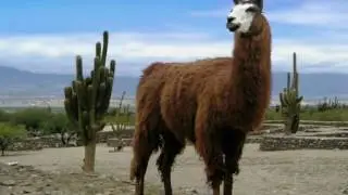 Altiplano - Puma Pungo