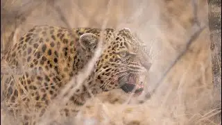 BHS Safari Company - matchmakers and curators of personal African adventures and experiences