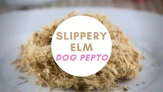 Slippery Elm: Nature's Pepto for Dogs | Real Dog Food On A Budget |