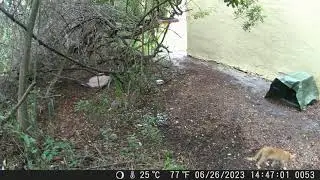 Kitten Killed a Bird - The Aftermath 